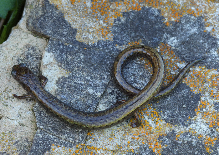 Slender Salamander